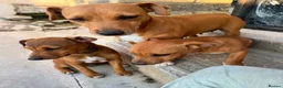 Mixed Breed dogs for sale: Jack Russell x Plummer puppies for sale - Advert 11