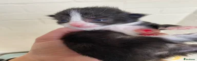 Mixed Breed Kitten 3