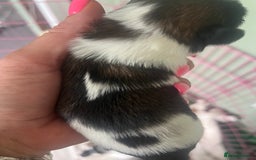 Shih Tzu dogs for sale: 5 Beautiful shihtzu  puppies for sale 2xM 3xF - Image 10