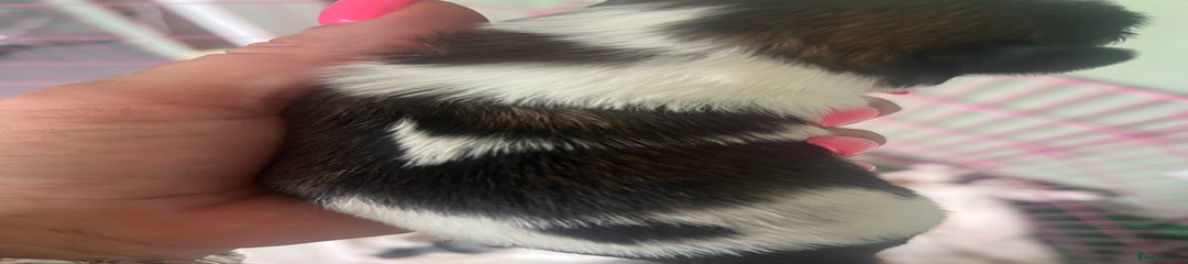 Shih Tzu Puppy 5