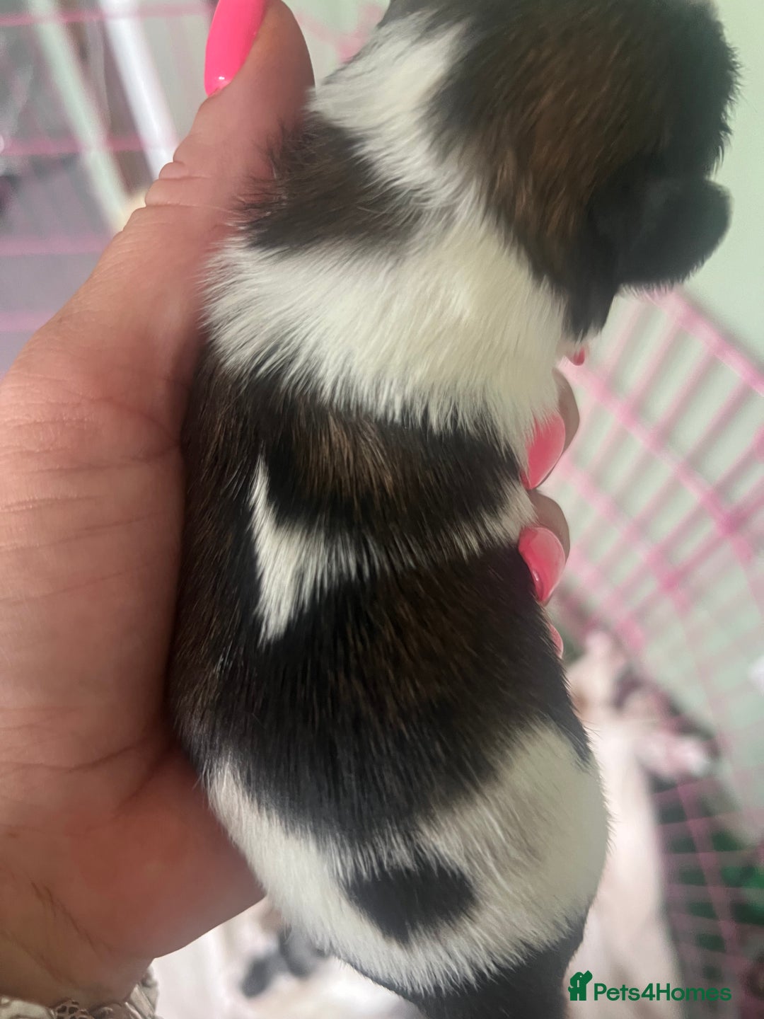 Shih Tzu dogs for sale: 5 Beautiful shihtzu  puppies for sale 2xM 3xF - Image 10