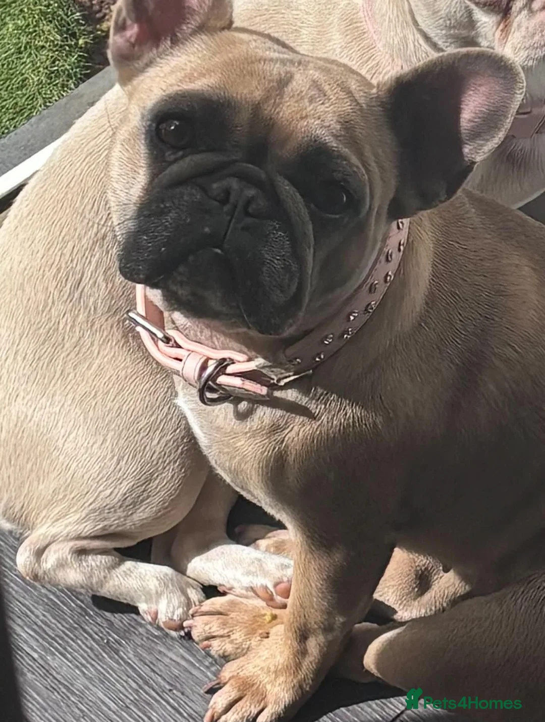 French Bulldog dogs for sale: Beautiful French Bulldog puppies  - Advert 1