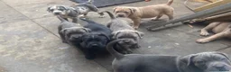 Mixed Breed dogs for sale: Mastiff hybrid puppys available  - Advert 11
