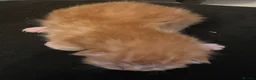 Persian cats for sale: Persian chinchilla cross kittens  in Newcastle upon Tyne - Advert 10