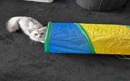 Siberian cats for sale: Adorable Siberian Kitten - Image 3