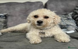 Cavapoo dogs for stud: Gorgeous F1 Cavapoo for stud - Image 4