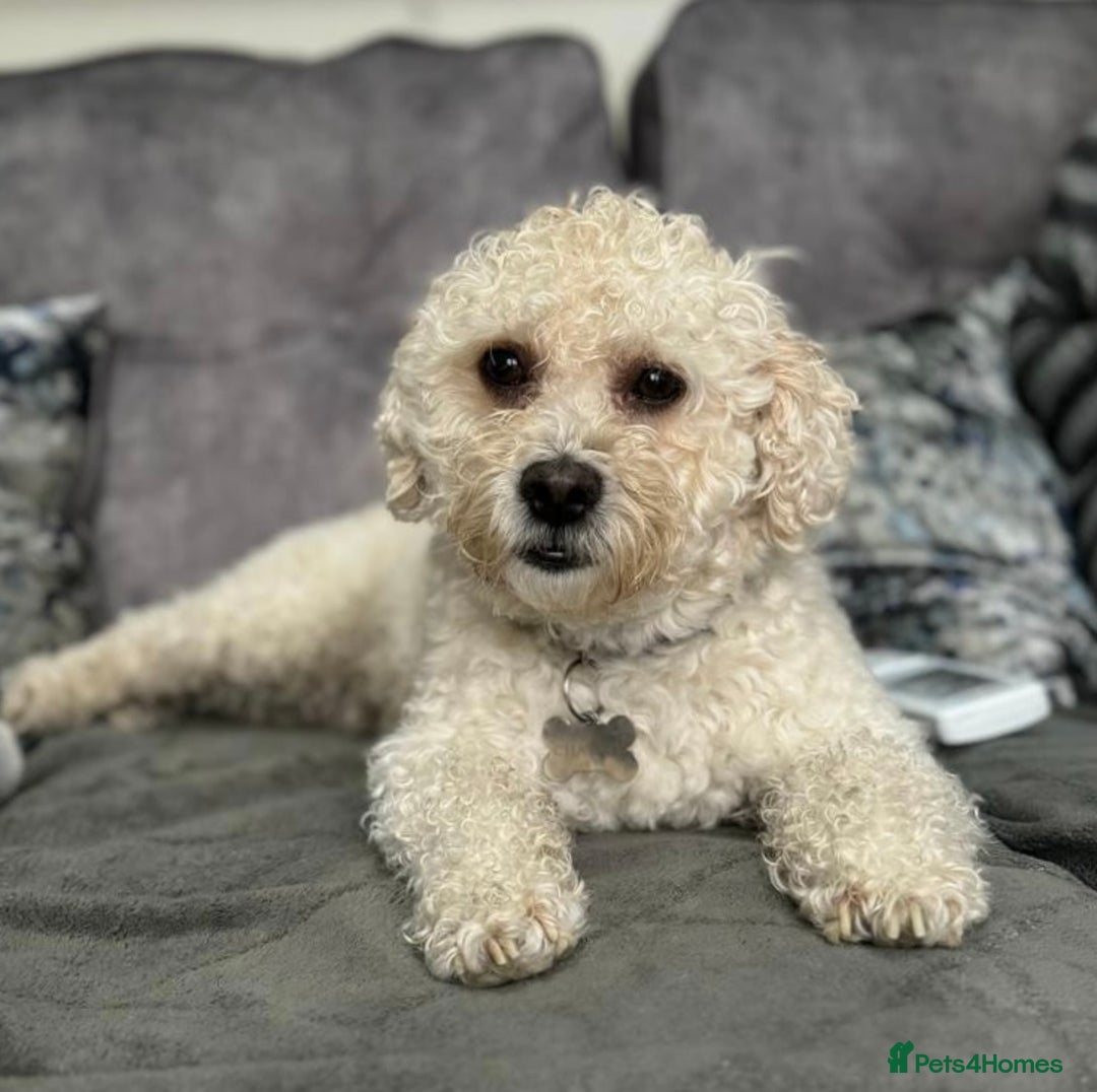Cavapoo dogs for stud: Gorgeous F1 Cavapoo for stud - Image 4