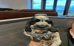 Cocker Spaniel dogs for sale: KC registered Show Type Cocker Spaniels - Image 10