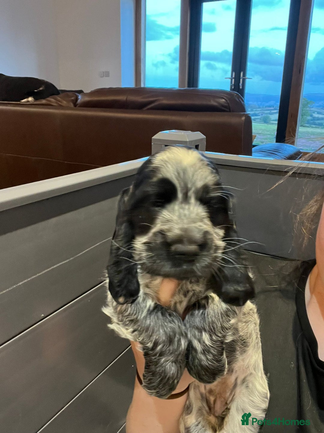 Cocker Spaniel dogs for sale: KC registered Show Type Cocker Spaniels - Image 10