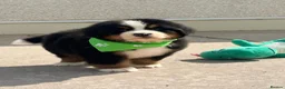 Bernese Mountain Dog dogs for sale: Kc bernese mountain puppies  - Advert 2