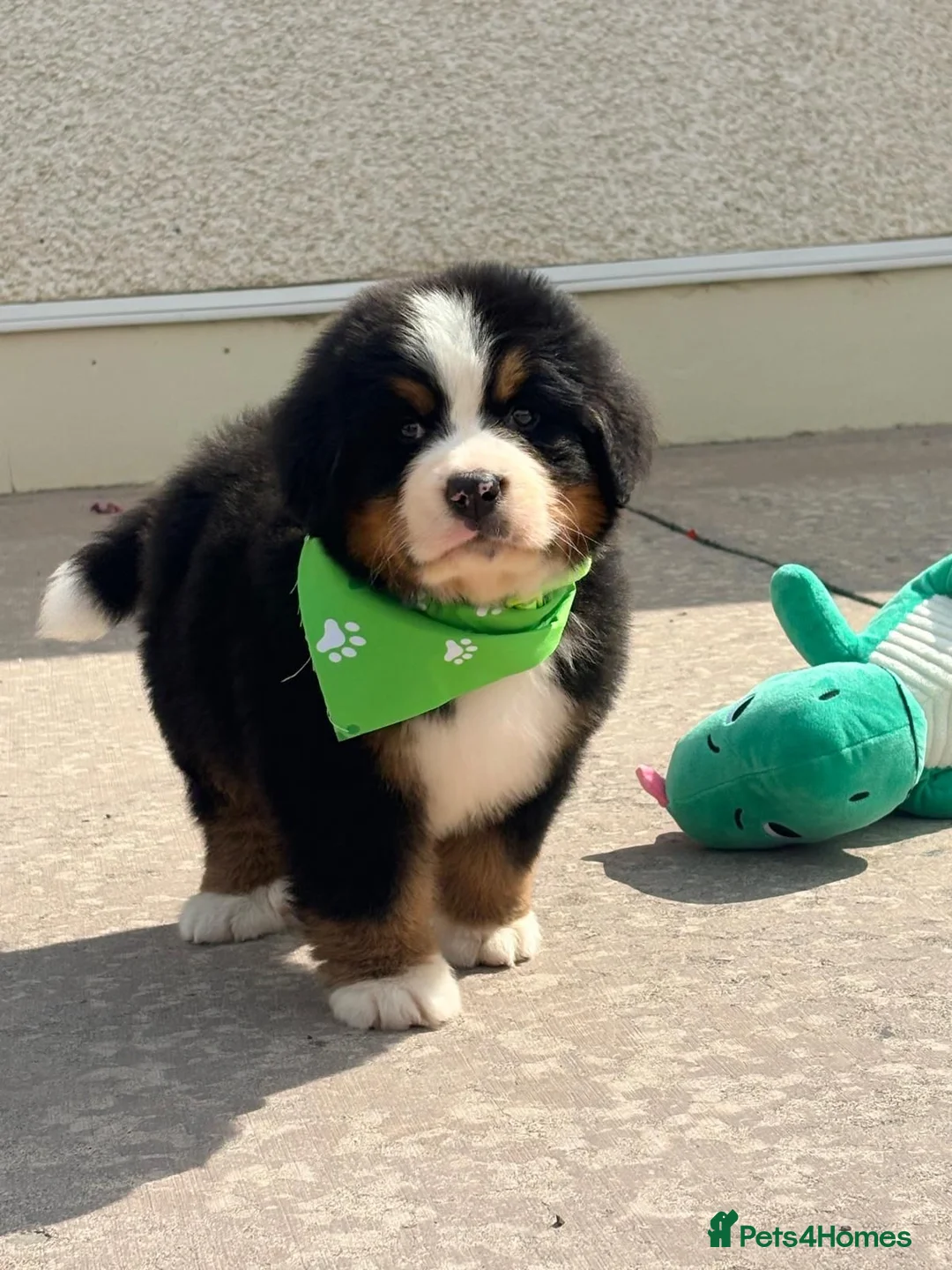 Bernese Mountain Dog dogs for sale: Kc bernese mountain puppies  - Advert 2