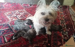 Mixed Breed dogs for sale: Wairns: Westie/ Cairn Pups - Image 4