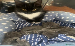 Ragdoll cats for sale: Gray fluffy kittens  - Image 4