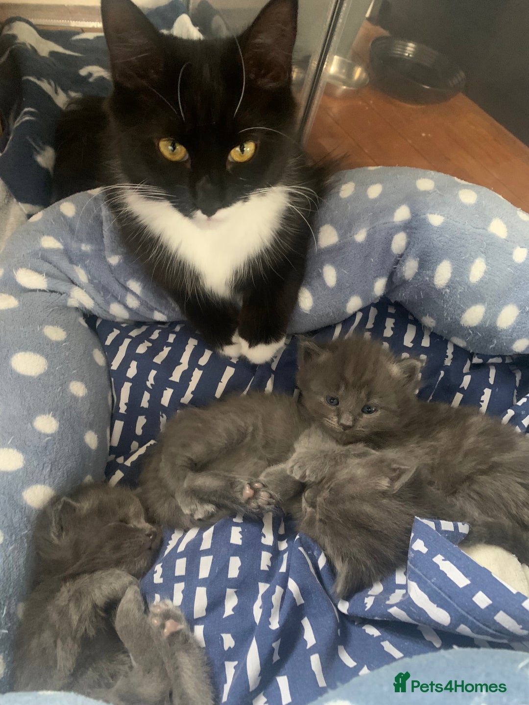 Ragdoll cats for sale: Gray fluffy kittens  - Image 4