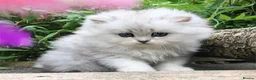 Persian cats for sale: Beautiful persian kitten - Advert 2