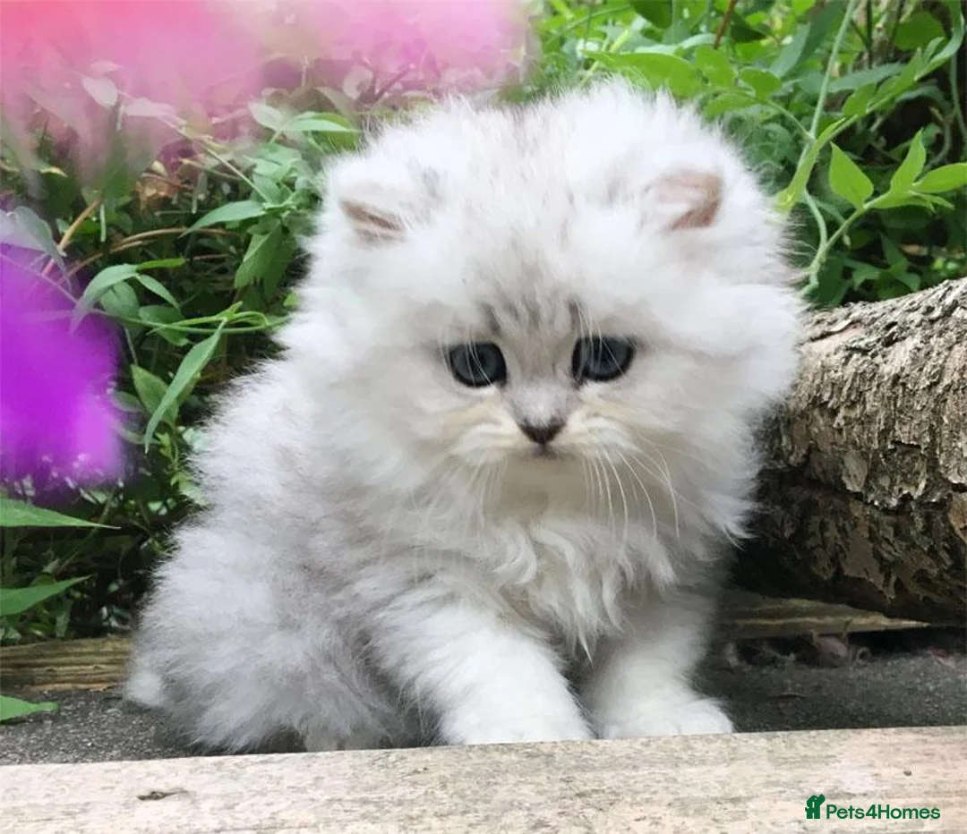 Persian cats for sale: Beautiful persian kitten - Advert 2