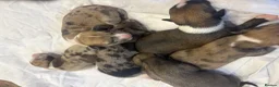 Mixed Breed dogs for sale: Whippet x lurcher pups in Stanley - Advert 34