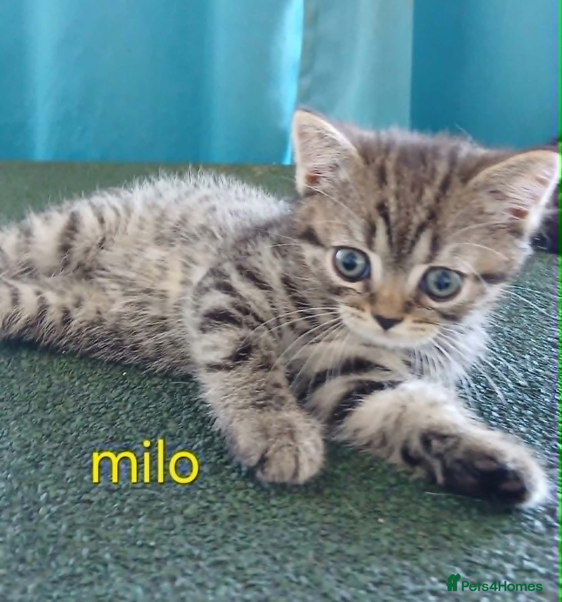 British Shorthair cats Bsh X Scotish stright kittens.Price Reduced ! - Advert 11