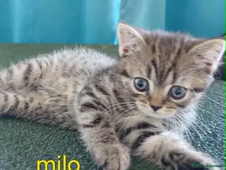 British Shorthair cats Bsh X Scotish stright kittens.Price Reduced ! - Advert 11
