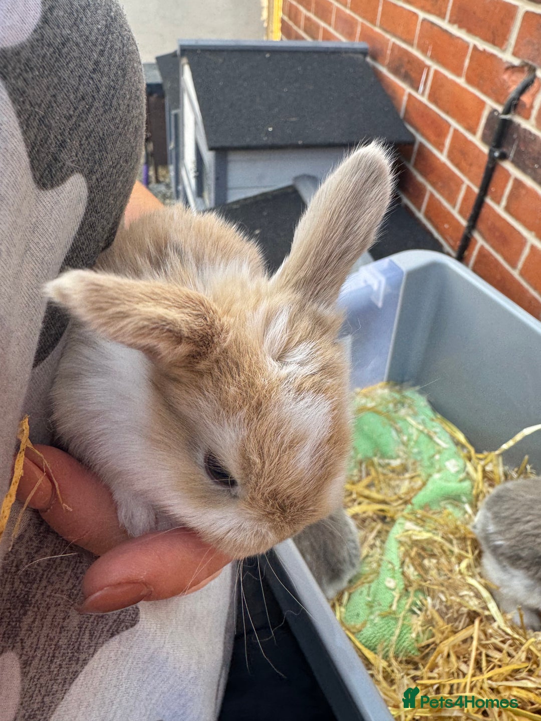 Mini Lop rabbits for sale: Mini lop baby rabbits for sale - Image 15