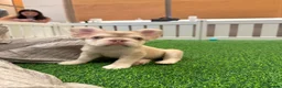 French Bulldog dogs for sale: French bull dogs  - Advert 1