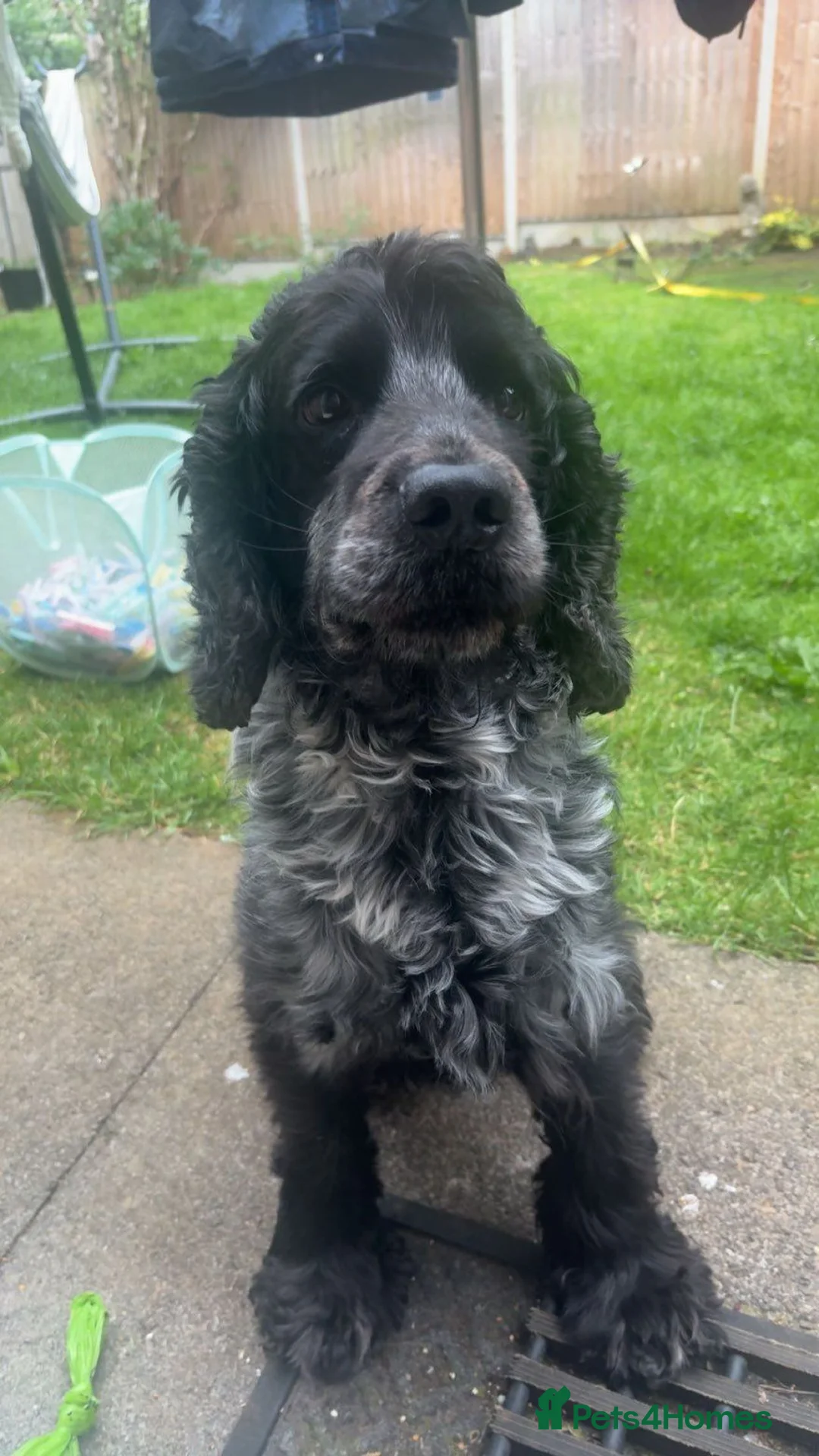 Cocker Spaniel dogs for sale: Cocker Spaniel  in Oakham - Advert 2