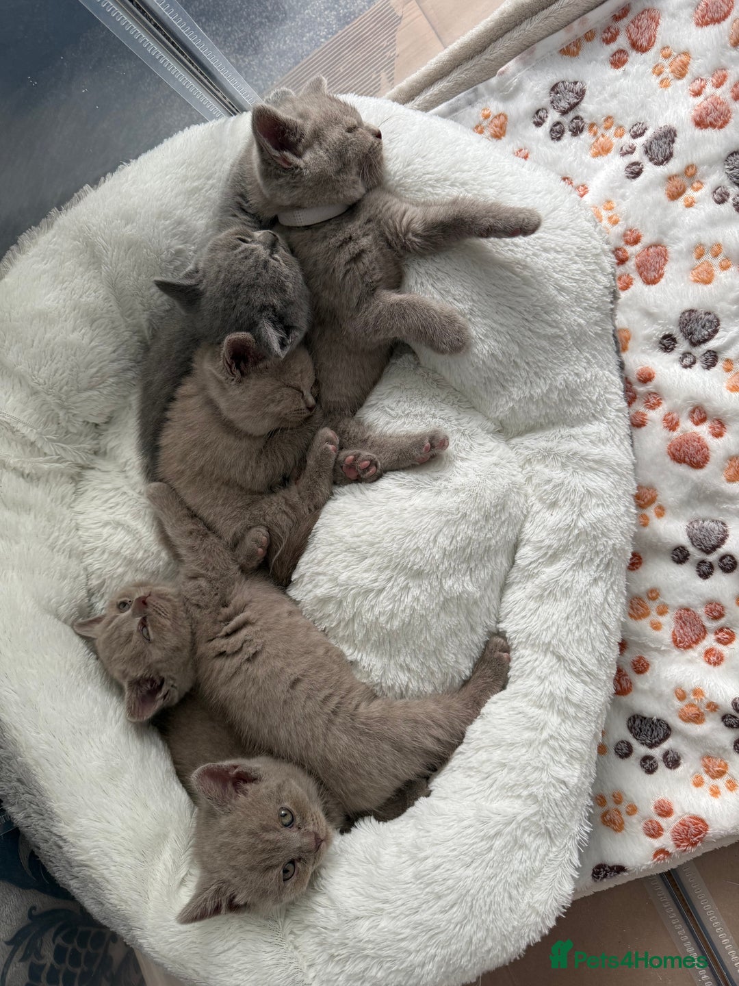British Shorthair cats for sale: British shorthair kittens  - Image 15
