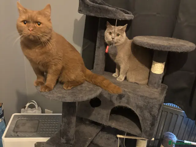 British Shorthair cats for stud: GCCF registered cinnamon British short haired - Advert 1