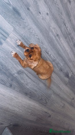 Cavalier King Charles Spaniel dogs cavalier king charles KC - Advert 14