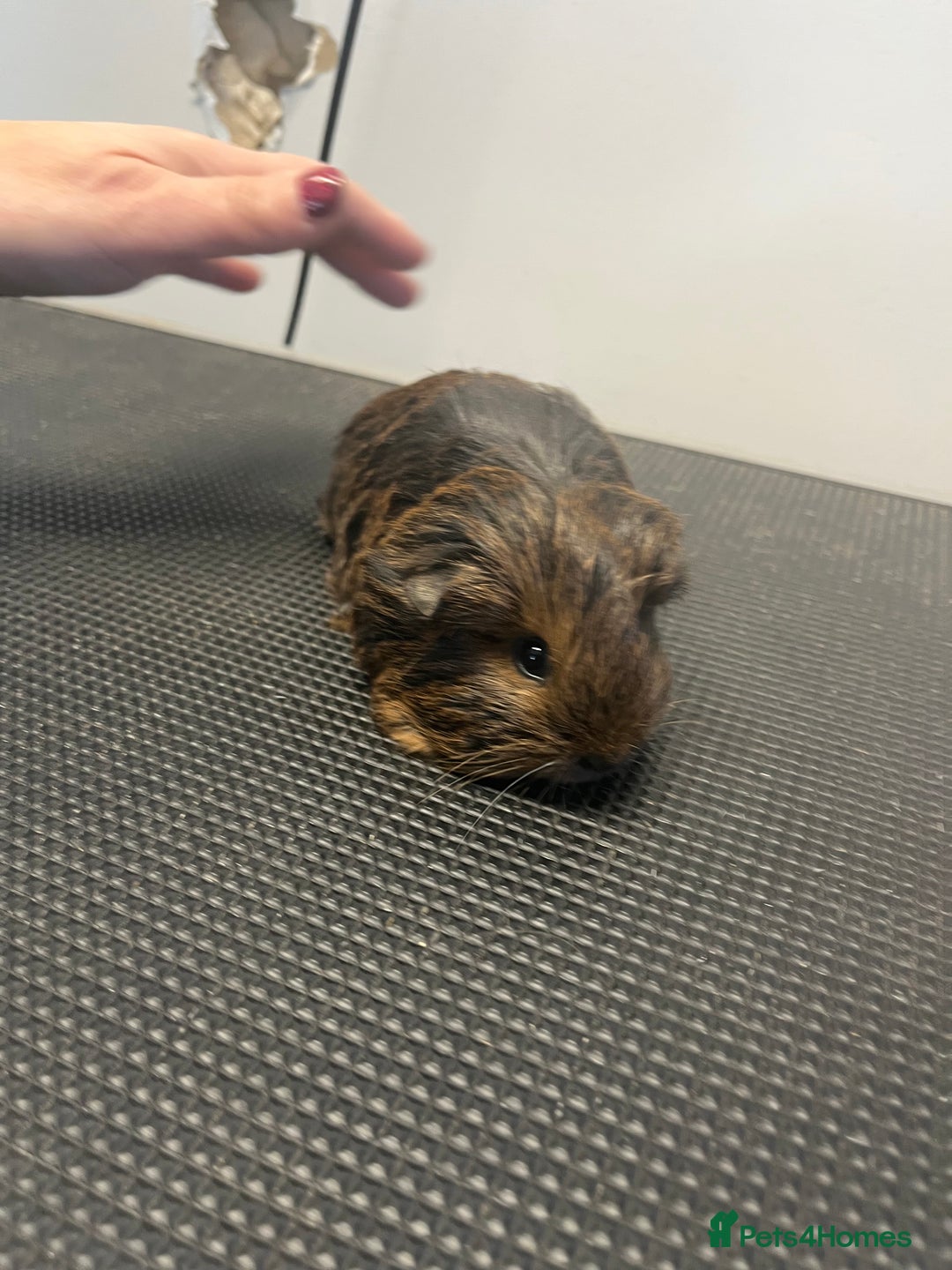 Guinea Pig rodents for sale: Pure bred guinea pigs looking for new homes - Advert 8