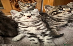 British Shorthair cats for sale: Pedigree Black Silver Tabby kittens  - Advert 6