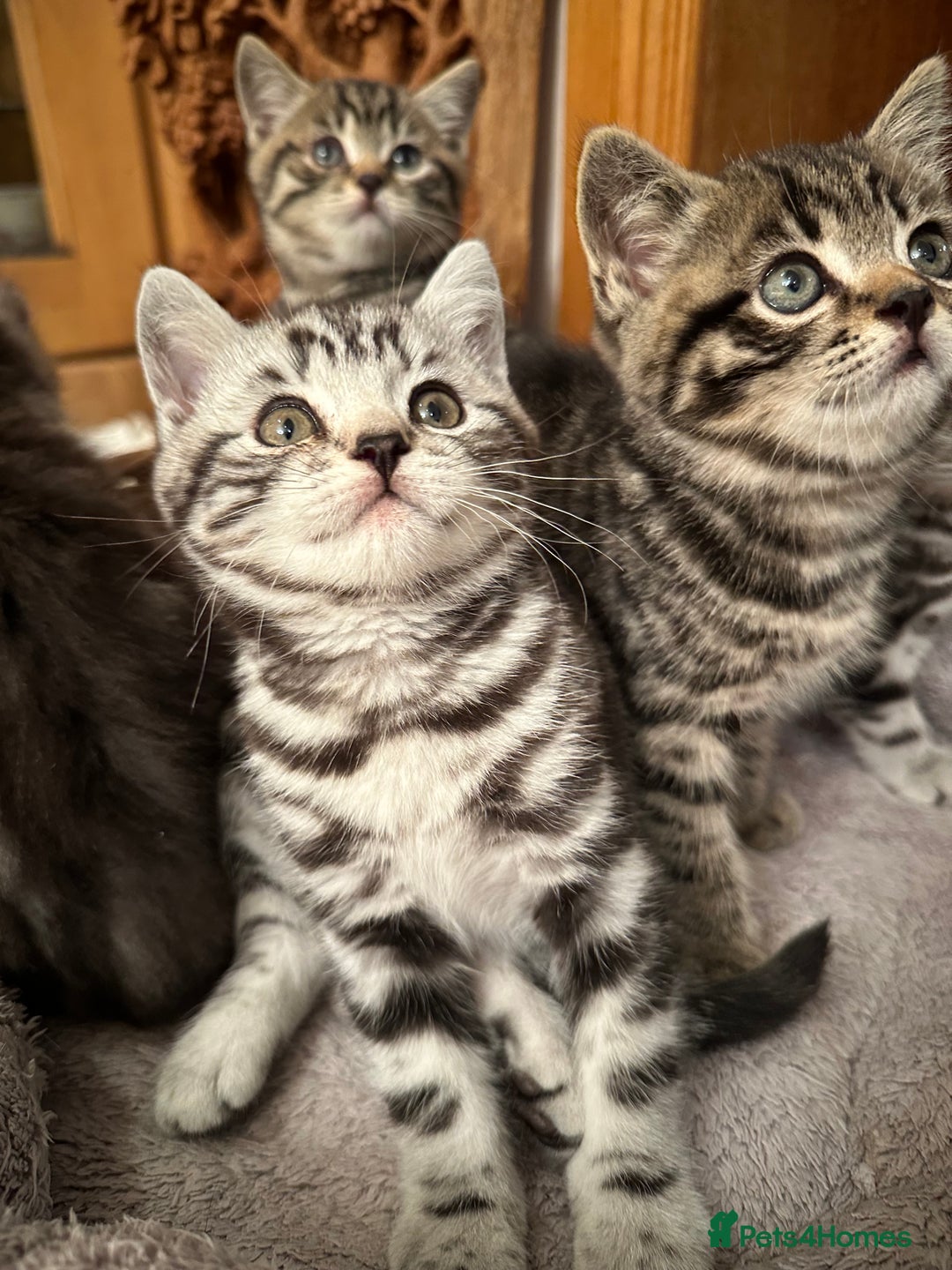 British Shorthair cats for sale: Pedigree Black Silver Tabby kittens  - Advert 6