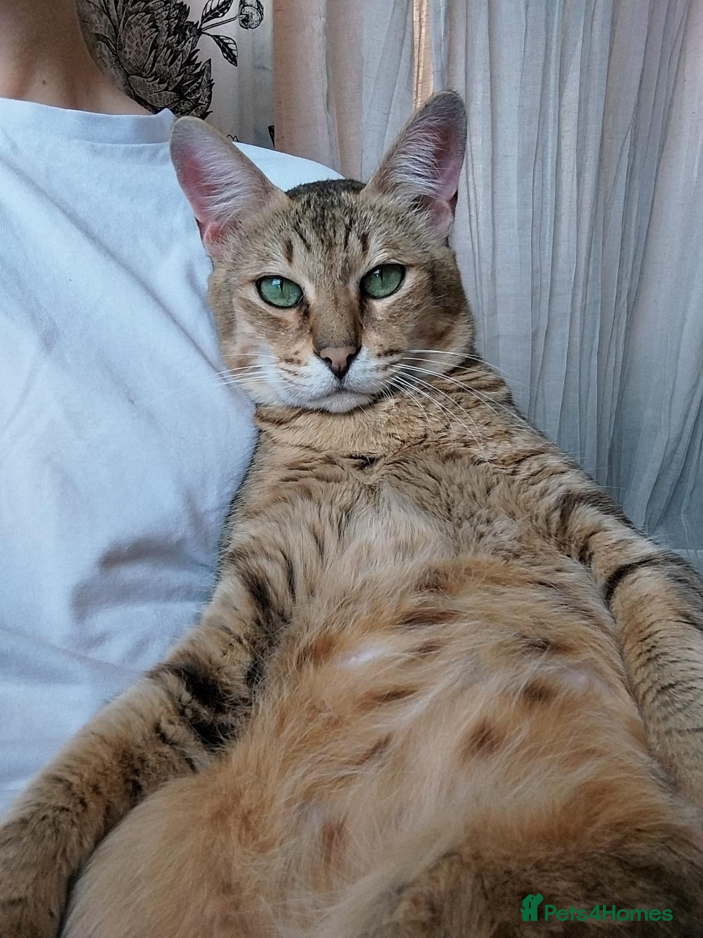Savannah cats Archie  - Advert 12