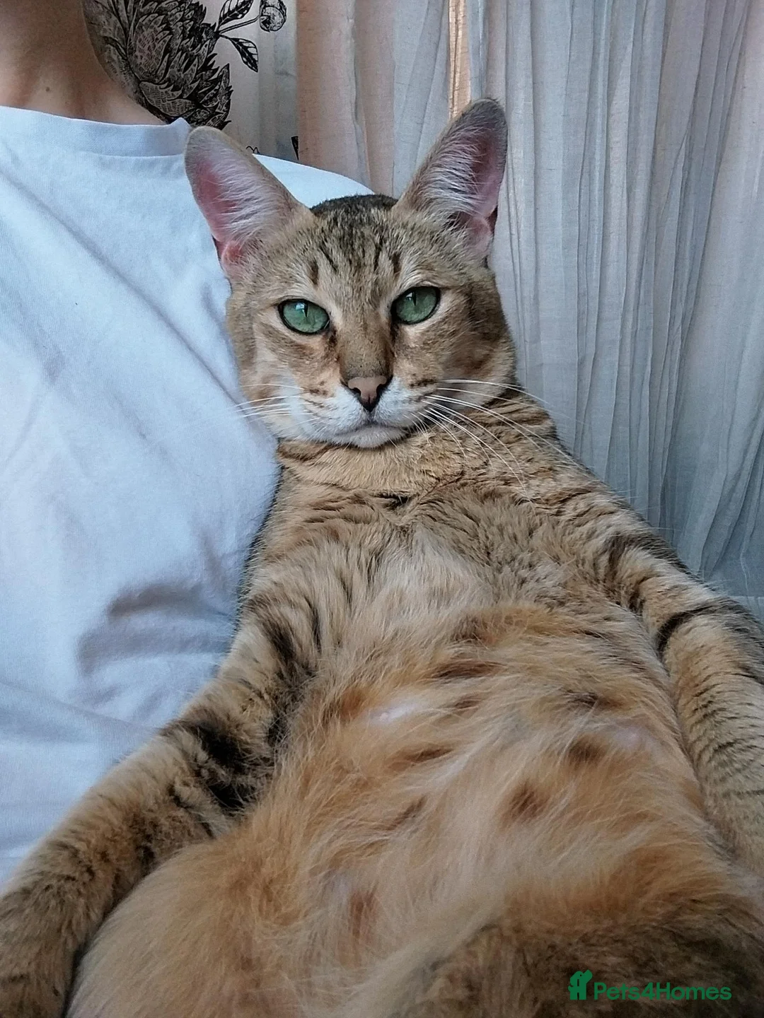 Savannah cats for sale: Archie  - Advert 1