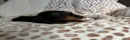 Miniature Dachshund dogs for sale: BLACK AND TAN MINIATURE DOXIES  in Wallsend - Advert 5