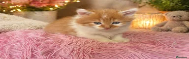 Maine Coon Kitten 1