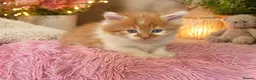 Maine Coon cats for sale: One boy, one girl kittens £150 each in Scunthorpe - Advert 3