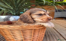 Cocker Spaniel dogs for sale: Beautiful Show Type KC registered Cocker Spaniels  - Image 27