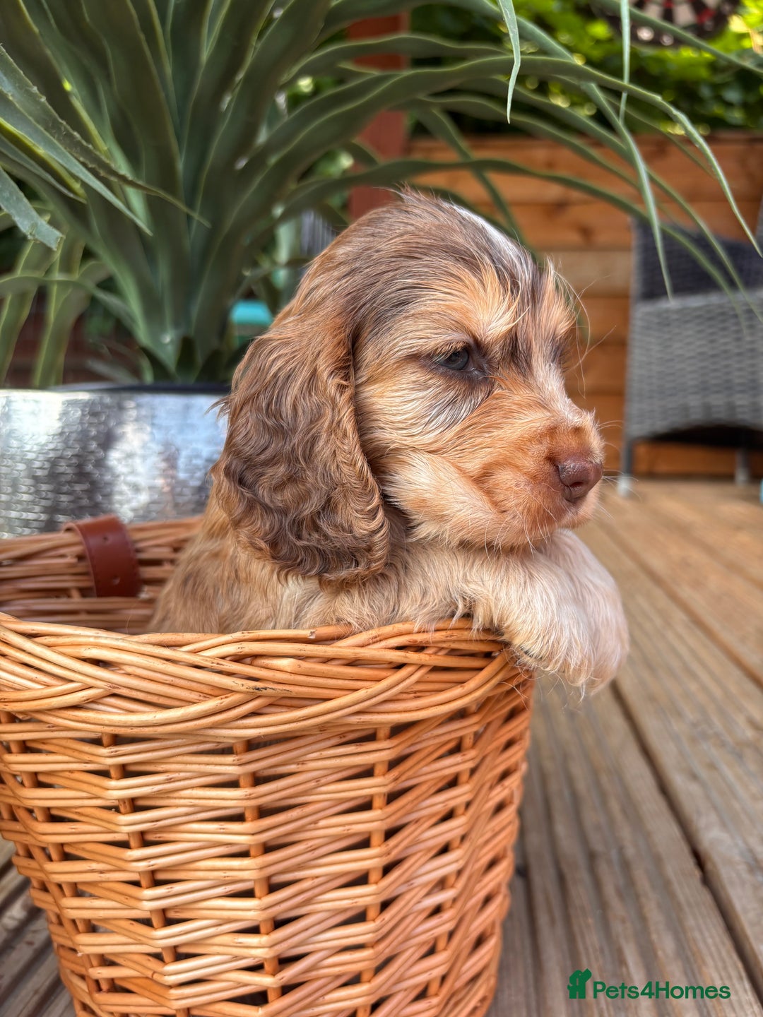 Cocker Spaniel dogs for sale: Beautiful Show Type KC registered Cocker Spaniels  - Image 27