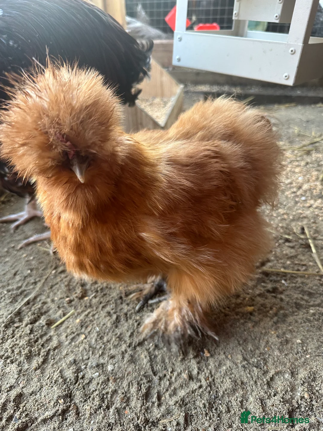Chickens poultry for sale: Brahma ,silkie ,easter egger,pure and mixed breed - Advert 10