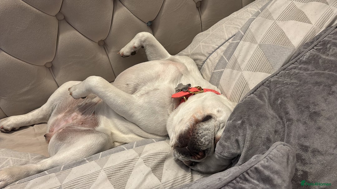 French Bulldog dogs for sale: Frenchie bitch - Image 3