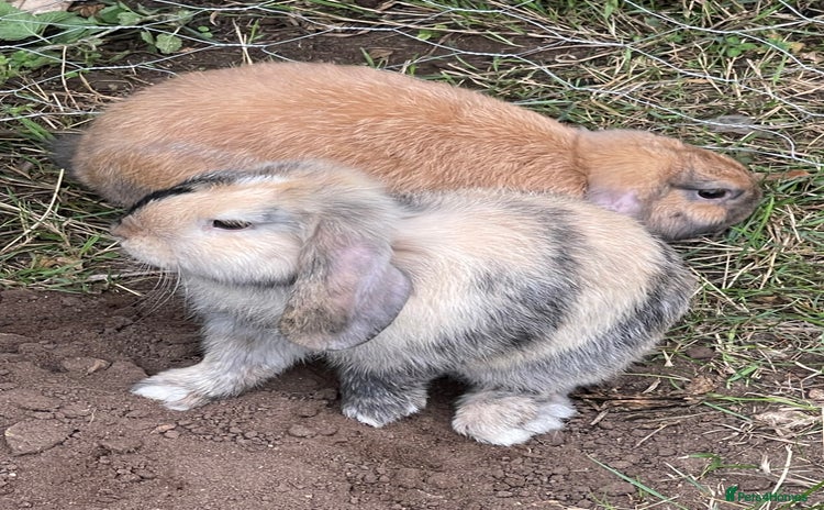 Mini Lop rabbits - Advert 2