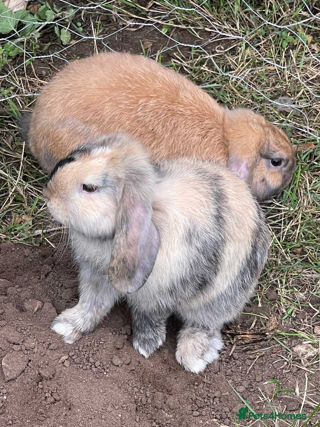 Mini Lop rabbits for sale: 2 mini lop does harlequin  - Image 1