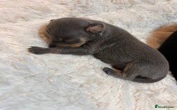 Miniature Pinscher dogs for sale: Gorgeous MinPin Puppies-Ready from 8th Dec! - Advert 12