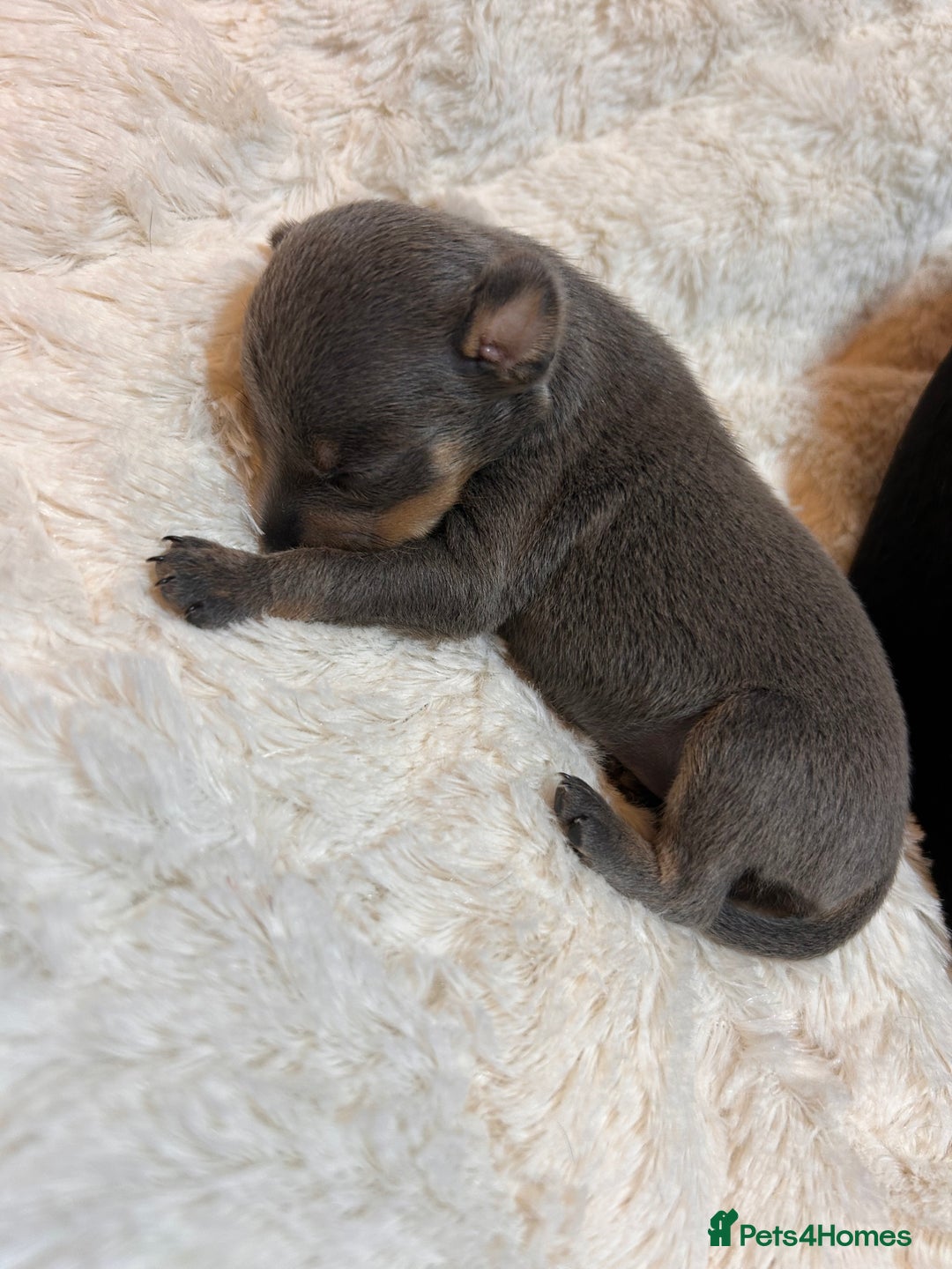 Miniature Pinscher dogs for sale: Gorgeous MinPin Puppies-Ready from 8th Dec! - Advert 12