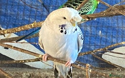 Budgerigars birds for sale: Reserved 2 pairs of budgies (please read full) - Image 11