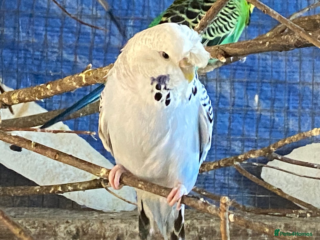 Budgerigars birds for sale: Reserved 2 pairs of budgies (please read full) - Image 11
