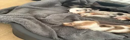 Miniature Dachshund dogs for sale: Beautiful Miniature dachshund  - Advert 3