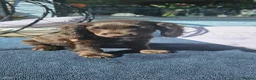 Cockapoo dogs for sale: Last 1 Stunning merle/choc cockapoos ready now - Advert 8