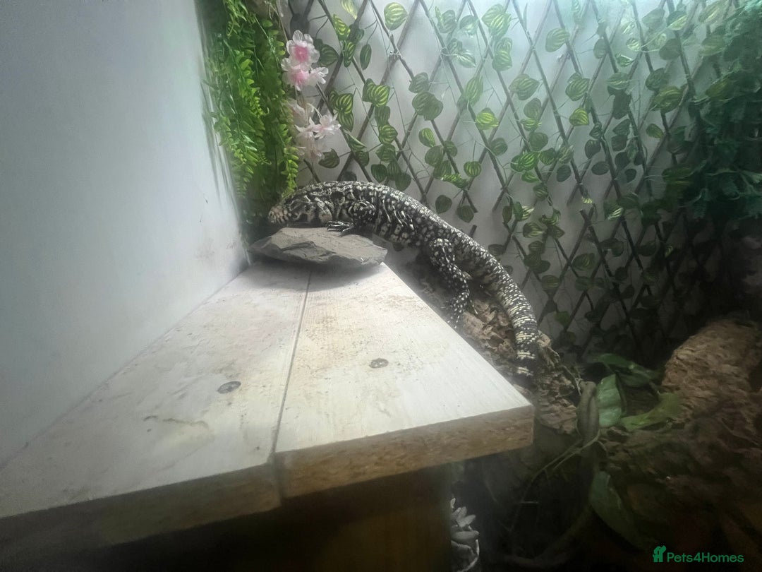 Lizard reptiles for sale: Black and white tegu for sale  - Advert 10